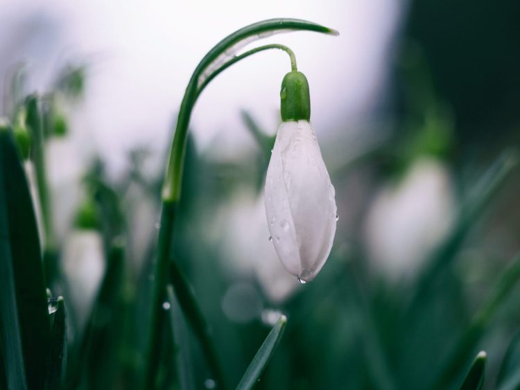 The Fragrance Wheel Guide: From Traditional to Modern flower