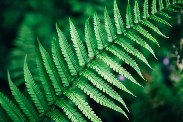 The Fragrance Wheel Guide: From Traditional to Modern fern in fragrance wheel