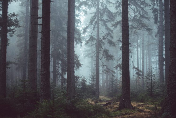 The Fragrance Wheel Guide: From Traditional to Modern forest