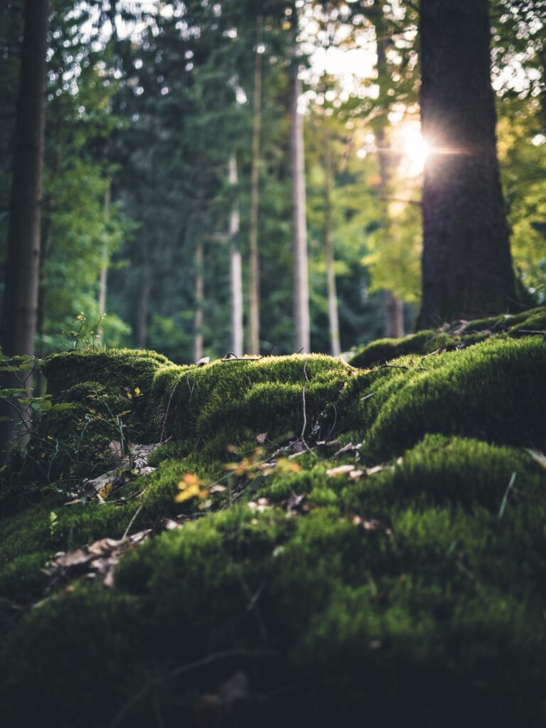 The Smell of Nature: Best Green Fragrances for Men green nature cologne 4