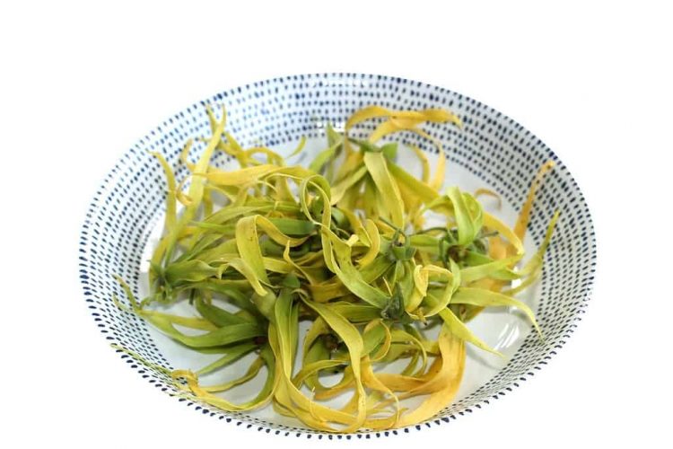 What Does Ylang Ylang Smell Like Everfumed Fragrance Shop