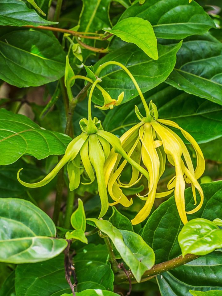 What Does YlangYlang Smell Like? Everfumed Fragrance Shop