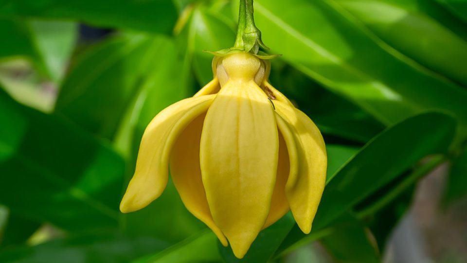 What Does YlangYlang Smell Like? Everfumed Fragrance Notes