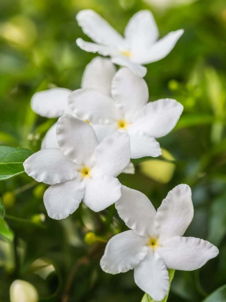 jasmine flower