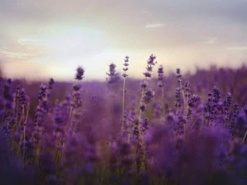 5 Best Lavender Perfumes and Everything You Need to Know About It