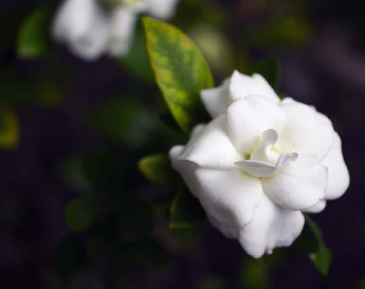 All About Gardenia Perfume Plus 10 of the Best Everfumed The World