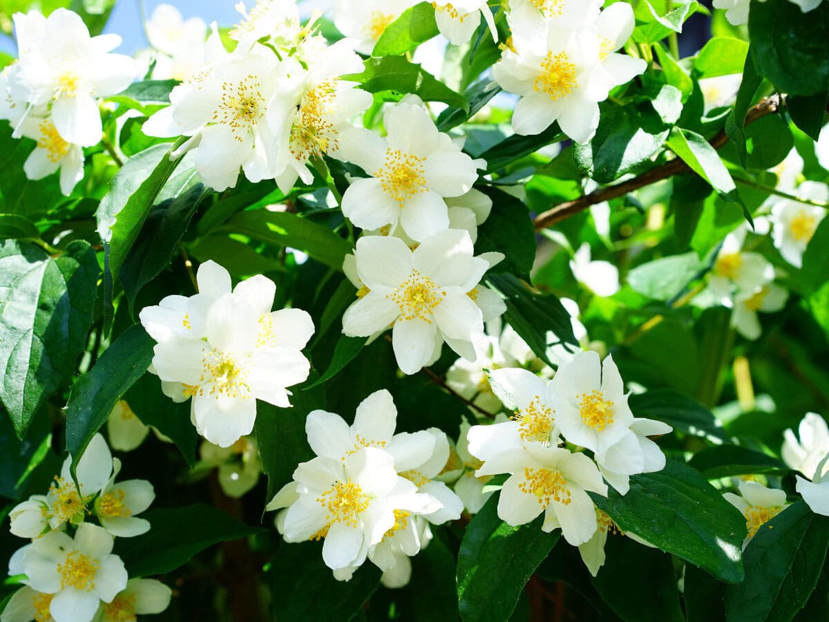 Dolce & Gabbana The One Review: Timeless & Modern Jasmine Flowers: Dolce And Gabbana The One Reviews