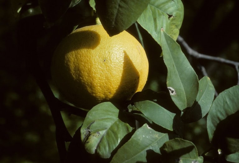 bergamot citrus