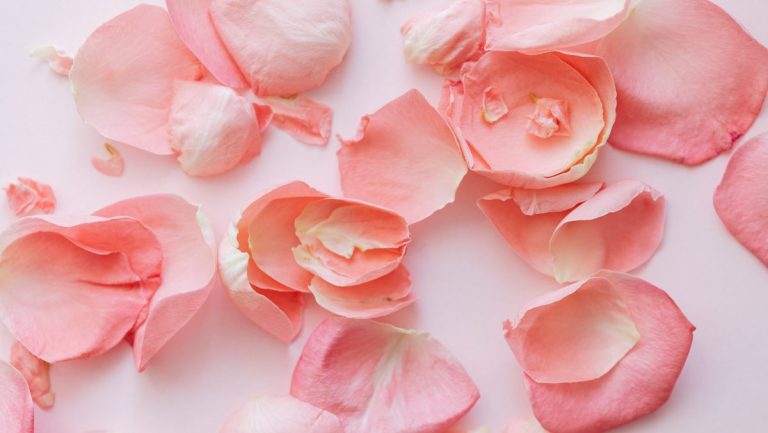 Rose Petals