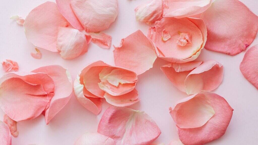 What Does Rose Smell Like? Romantic, Fresh & Timeless Rose petals, what does rose smell like
