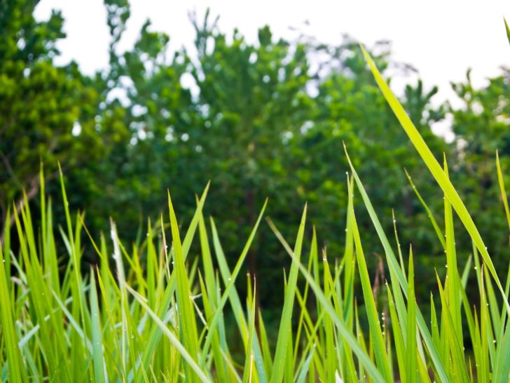 What Does Vetiver Smell Like? Everfumed Fragrance Shop