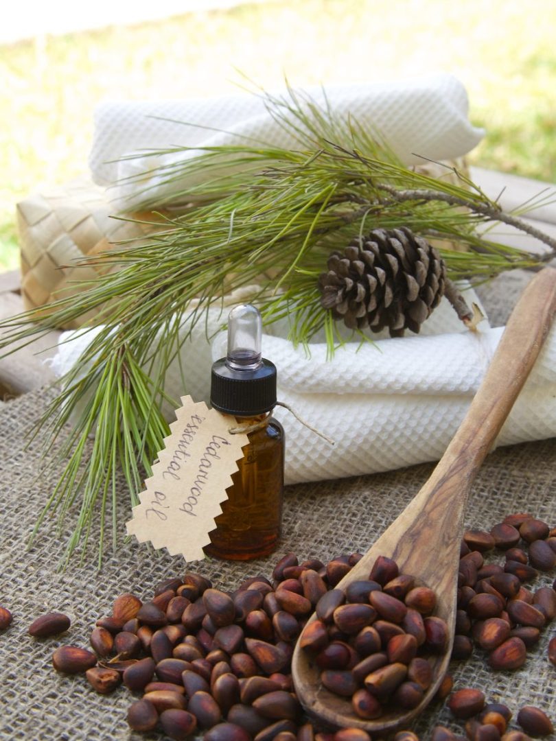 What Does Cedar Smell Like in Perfumery? Everfumed Fragrance Notes