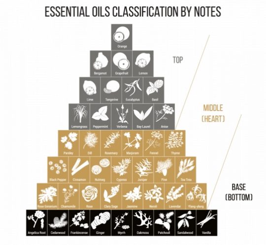 10 Best Smelling & Selling Men’s Cologne Essential oils classification by notes infographic