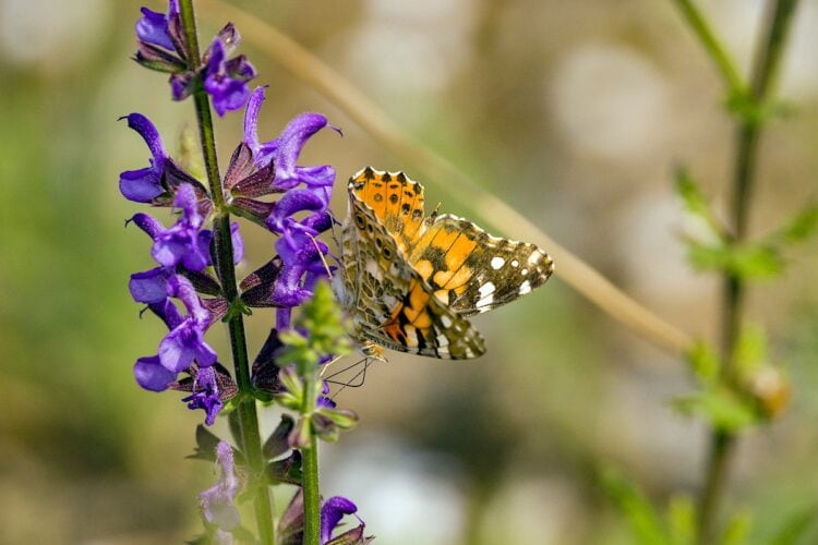 15 Best Ambroxan Fragrances For Men: Long-lasting & Velvety Clary sage ambroxan
