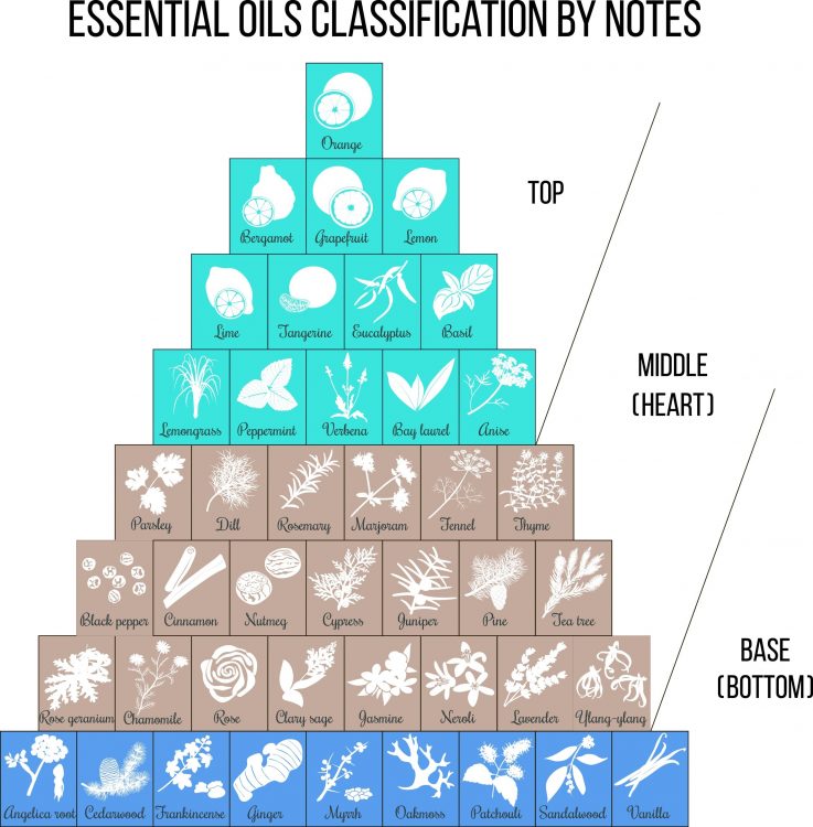 Cologne vs Perfume: What’s the Difference Essential oils by notes infographic