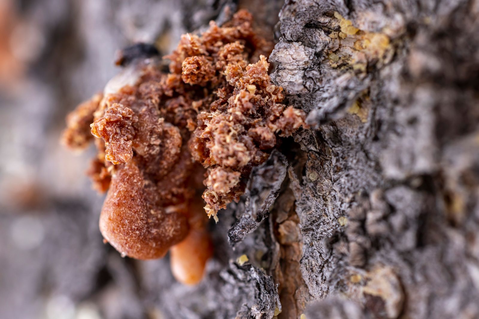 Amber Fragrance Family: Notes, Scent Profile & Best Perfumes Amber resin oozing from tree bark