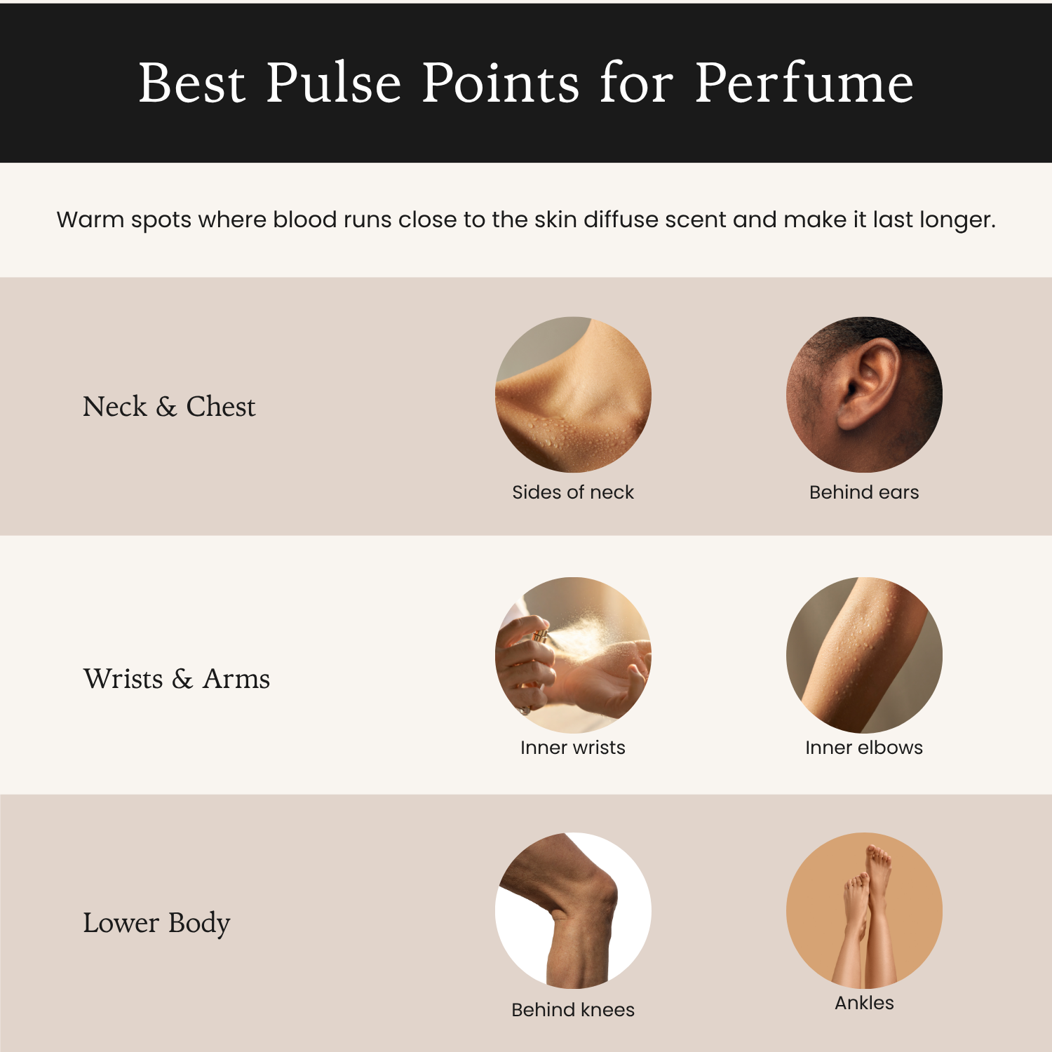 How Long Does Perfume Last? Infographic showing the best pulse points to apply perfume: neck, behind the ears, inner wrists, and inner elbows