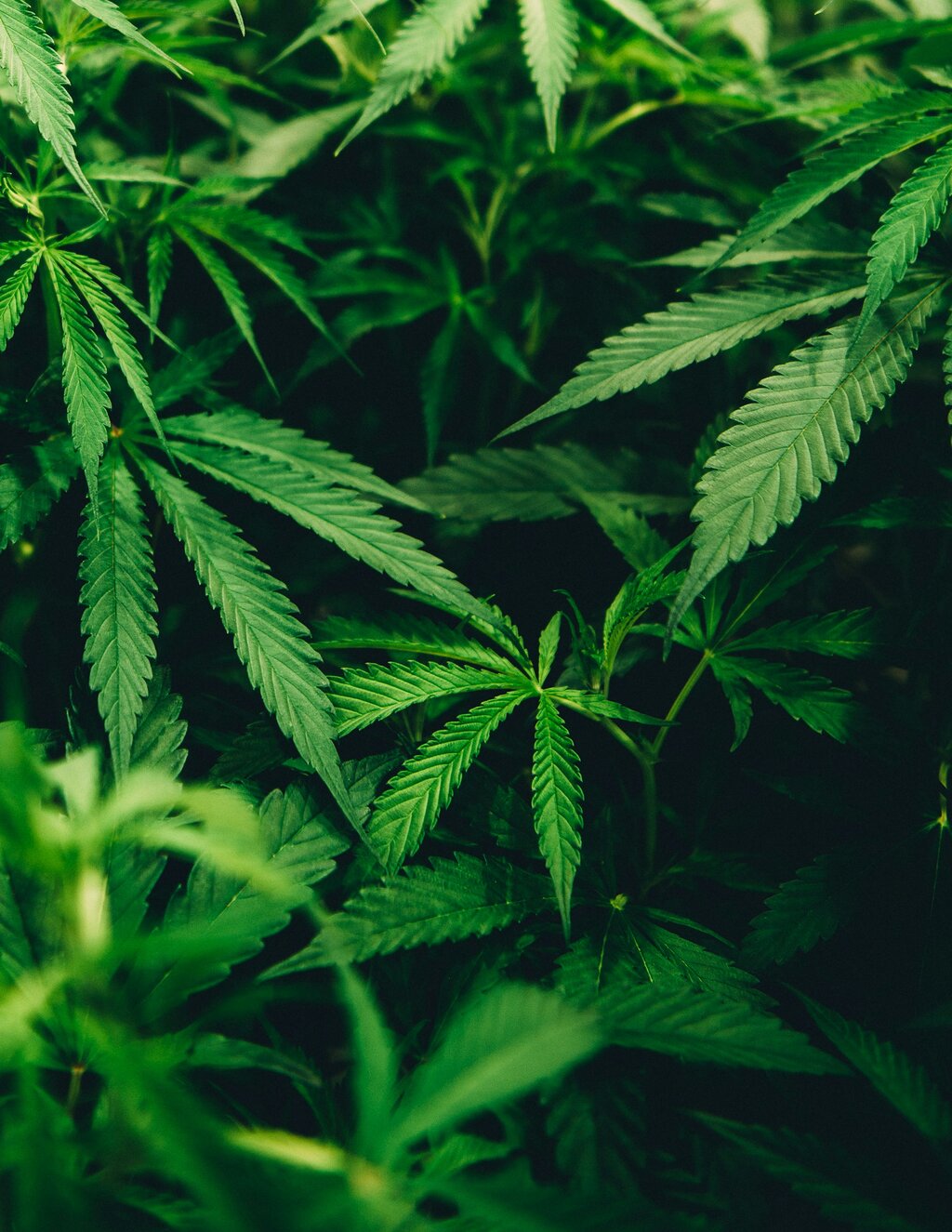 11 Best Cannabis Fragrances – Aromatic, Herbal & Evocative 11 Best Cannabis Fragrances – Aromatic, Herbal & Evocative
