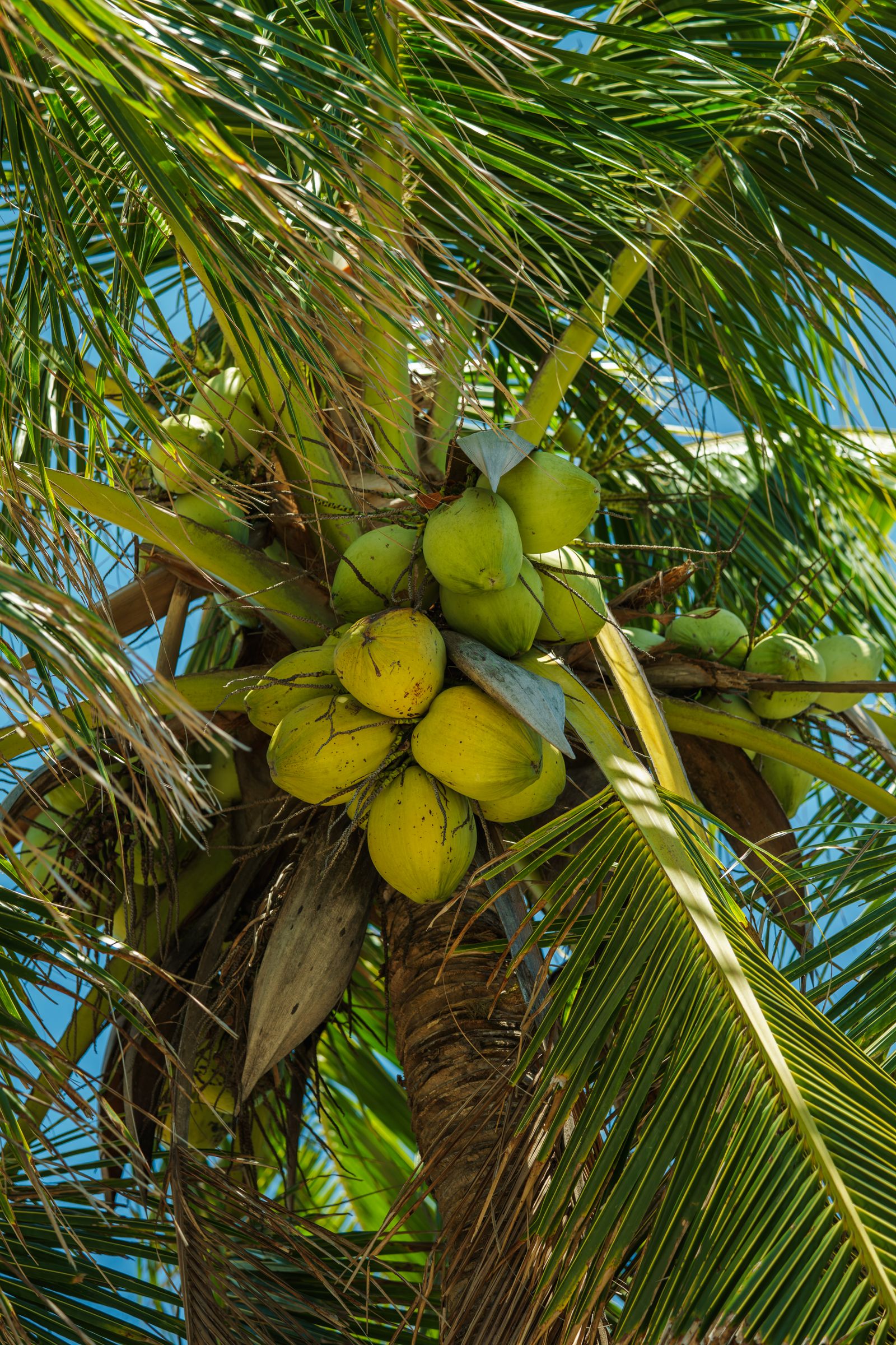 What Does Coconut Smell Like? Tropical coconut palm against blue sky