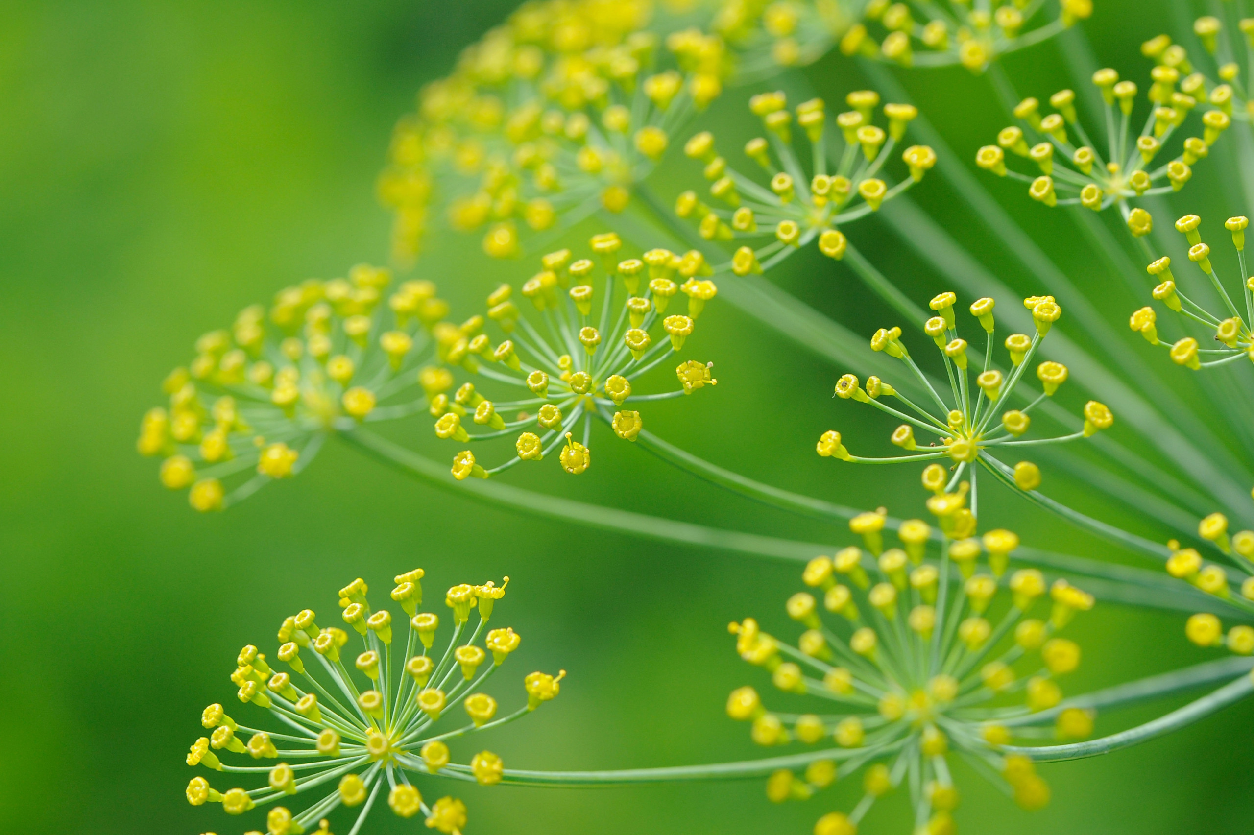 What Does Galbanum Smell Like? The Original Green Note What Does Galbanum Smell Like? The Original Green Note