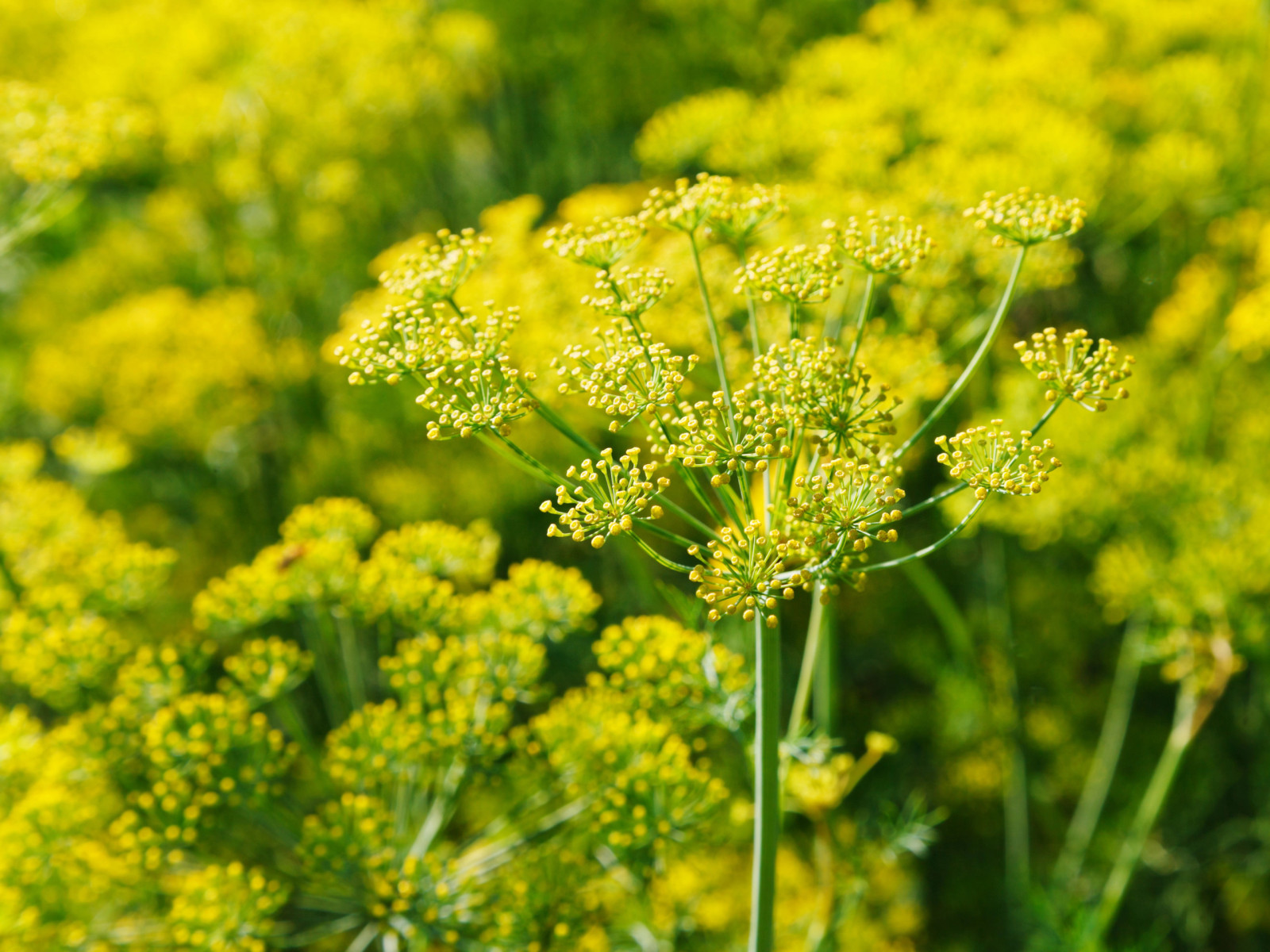 What Does Galbanum Smell Like? The Original Green Note Fennel in bloom, yellow umbels against green foliage