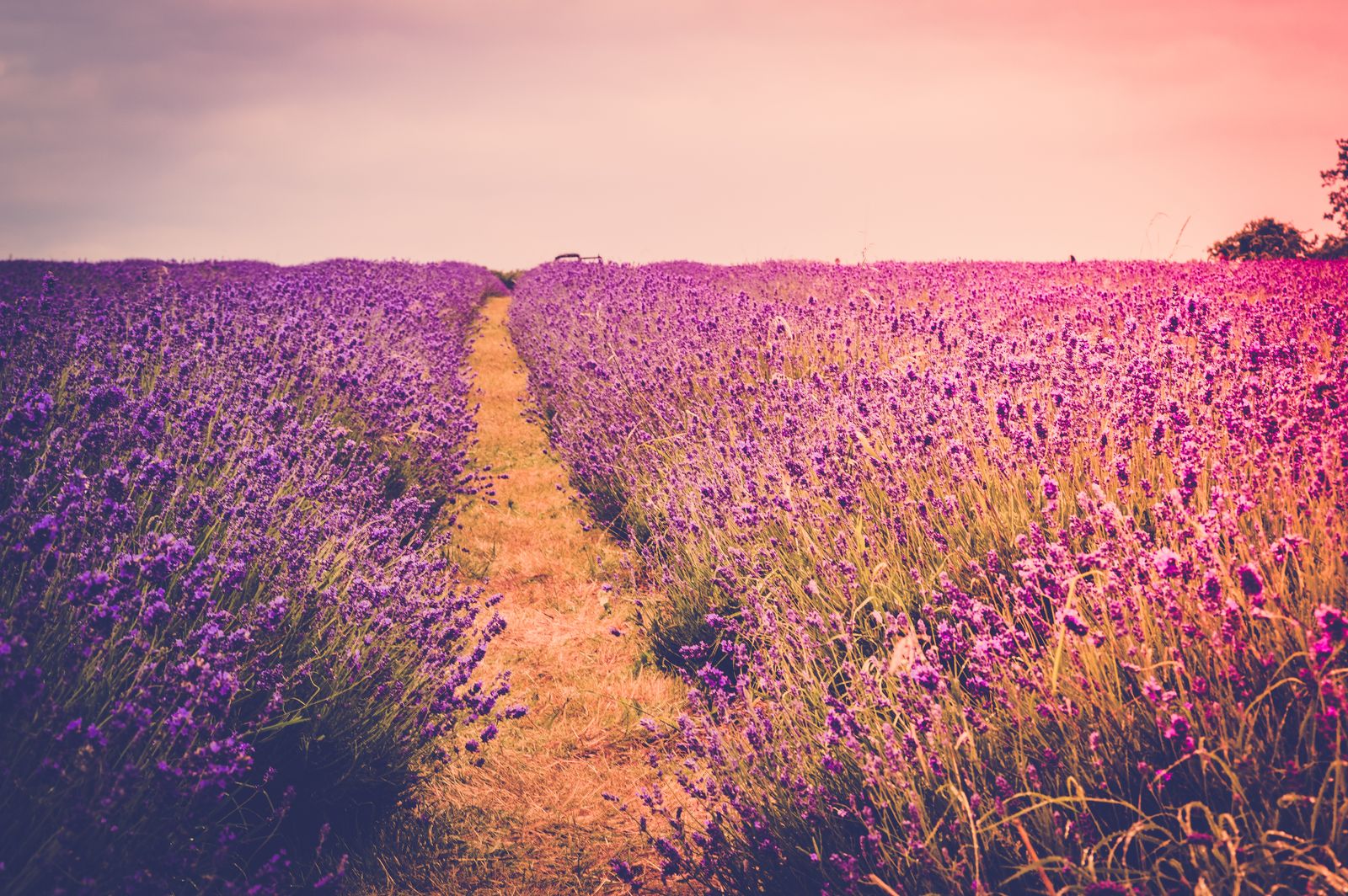 What Is a Fougère Fragrance? The Structure Behind the Barbershop Smell Rows of blooming lavender, the heart note of every fougère fragrance