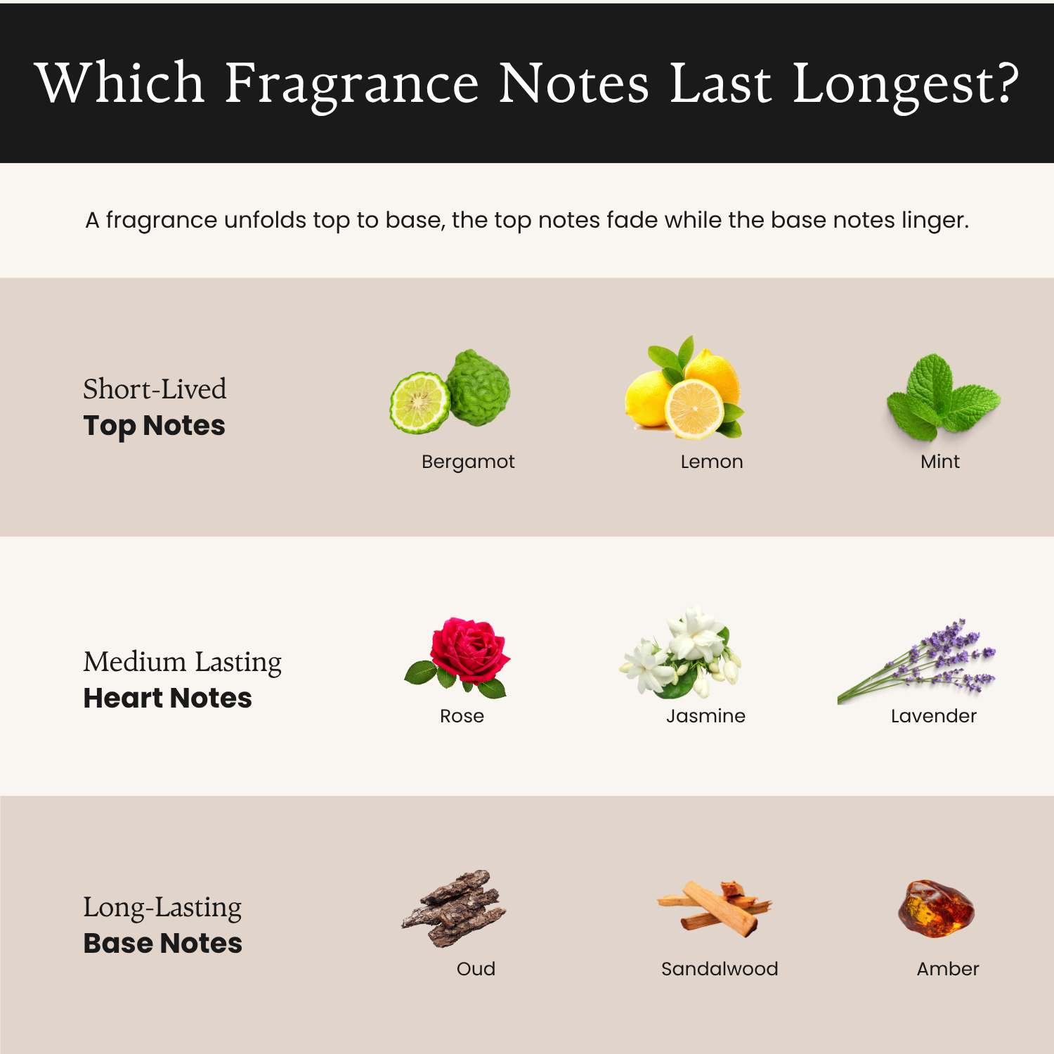 Fragrance Concentrations Explained: Parfum vs EDP vs EDT vs EDC vs Body Mist Fragrance notes ranked by longevity: short-lived top notes, medium heart notes, and long-lasting base notes