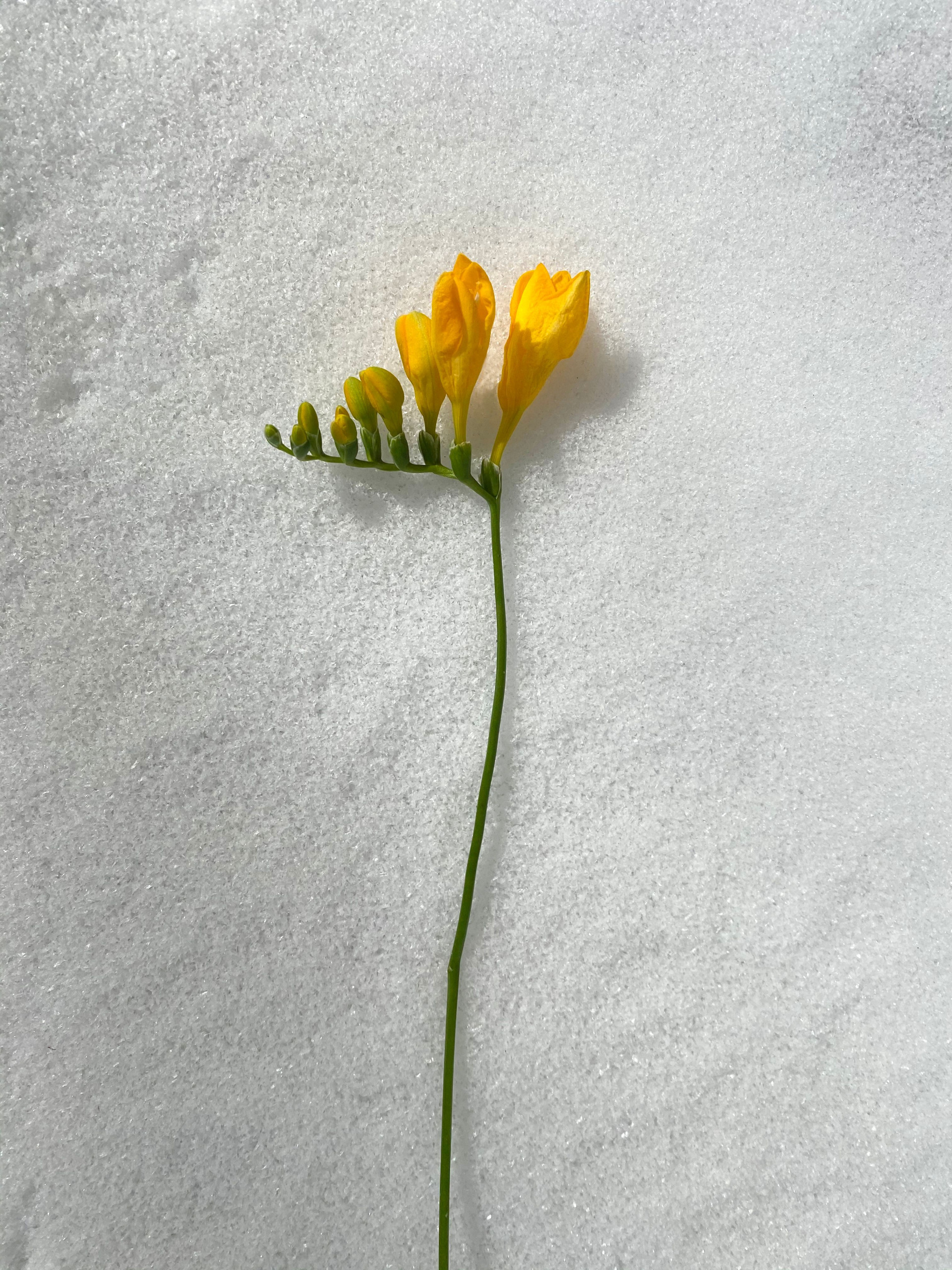 Fresh Floral Fragrance Family: Notes, Scent Profile & Best Perfumes Freesia