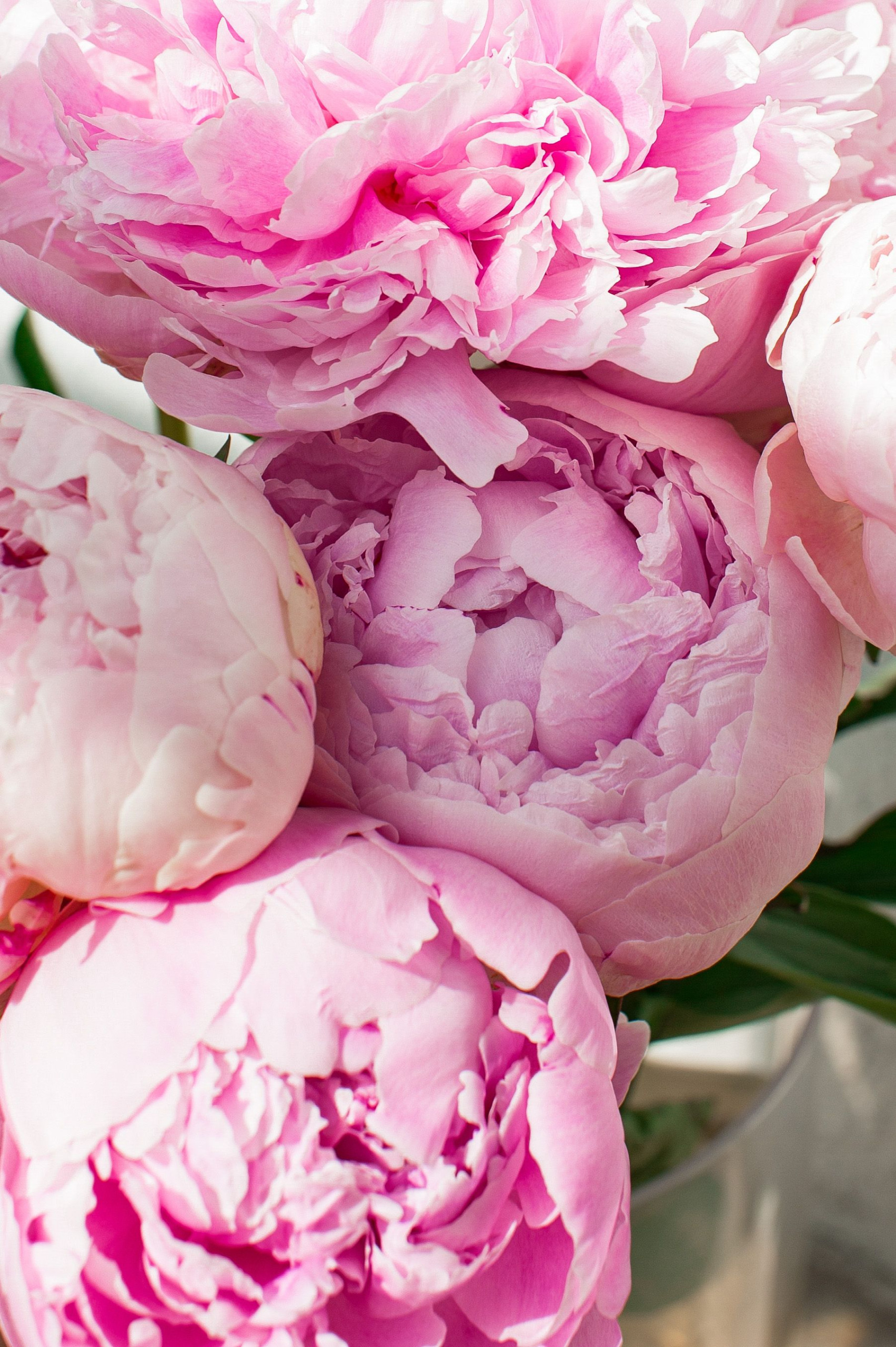 Fresh Floral Fragrance Family: Notes, Scent Profile & Best Perfumes Peony