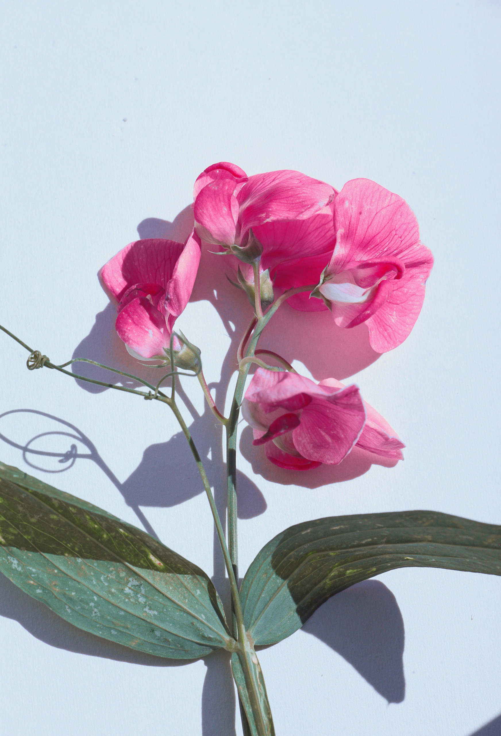 Fresh Floral Fragrance Family: Notes, Scent Profile & Best Perfumes Sweet pea