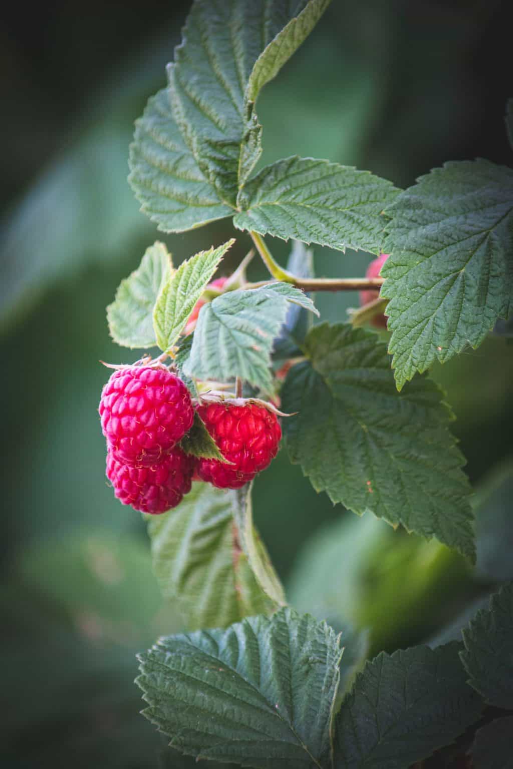 Sweetly Masculine: Best Fruity Colognes for Men fruity-colognes-raspberry