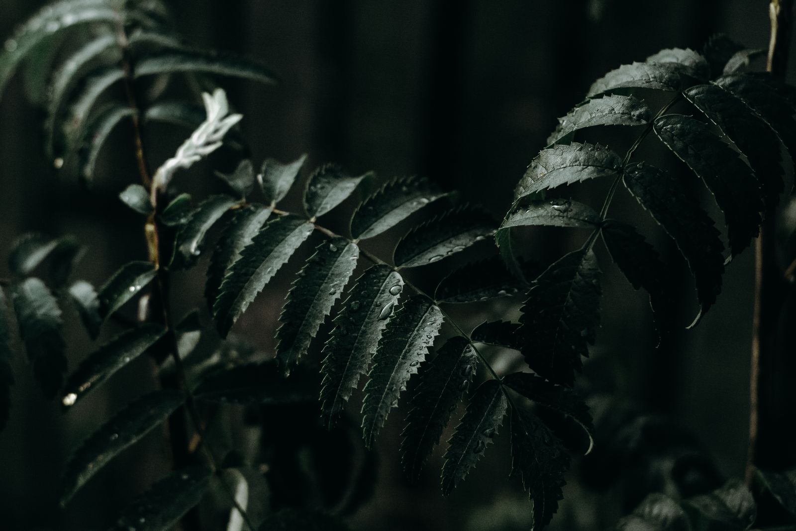 What Does Galbanum Smell Like? The Original Green Note Dark green foliage evoking galbanum, the sharp resinous green note of perfumery