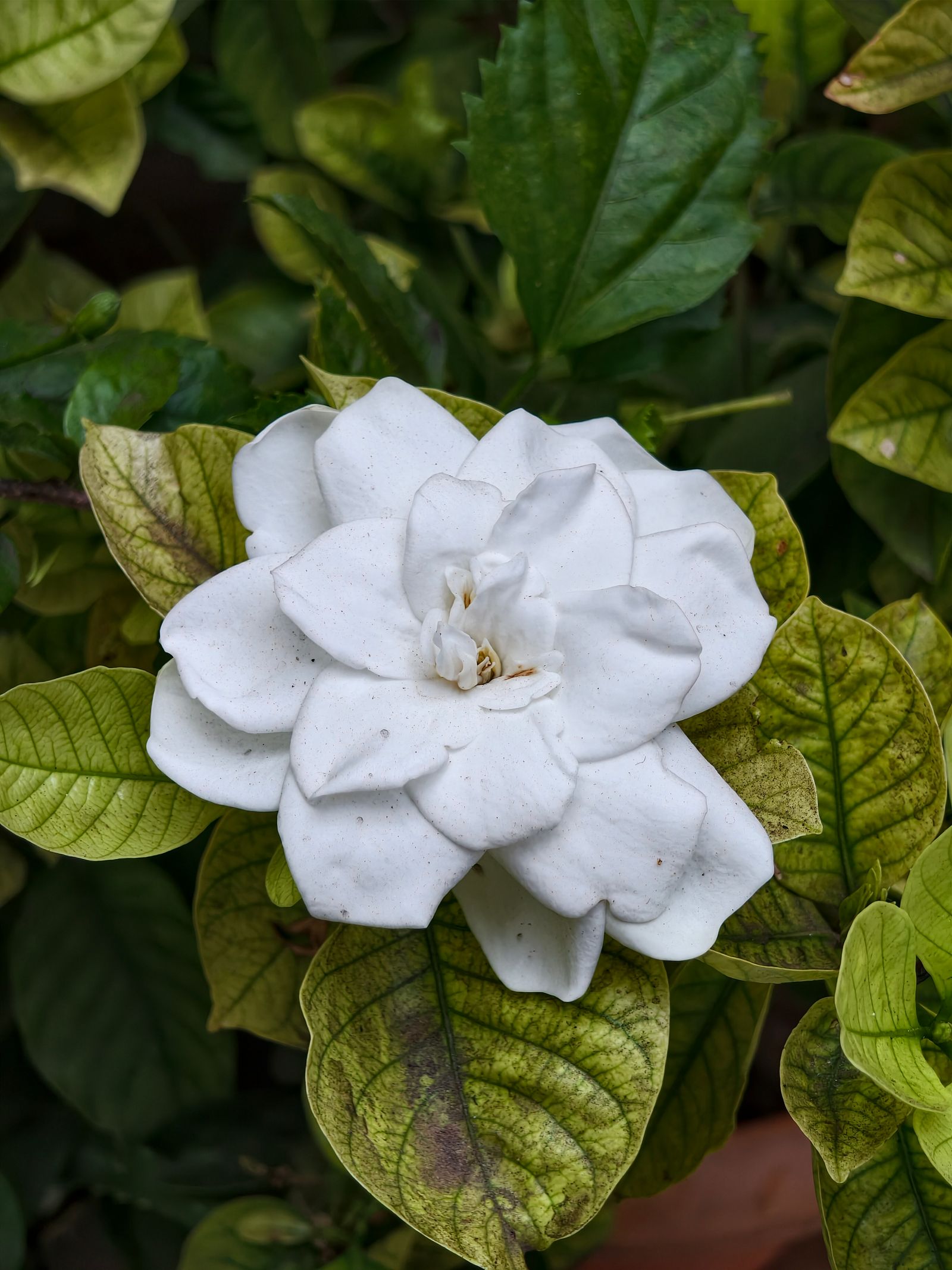 What Does Gardenia Smell Like? Close-up of a white gardenia flower