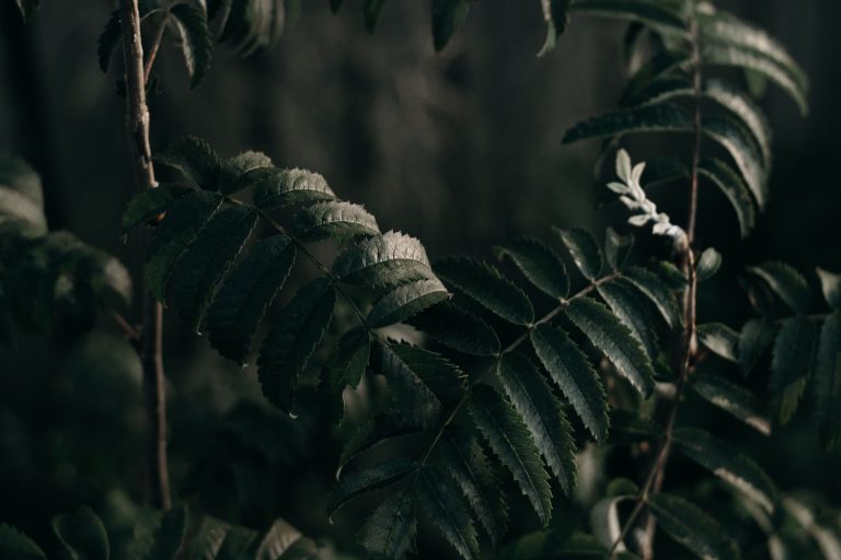 Dark, dewy green foliage evoking the sharp freshness of green notes in perfumery