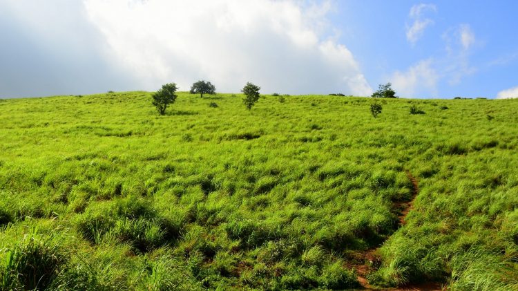 What Does Vetiver Smell Like? The Ultimate Guide What Does Vetiver Smell Like