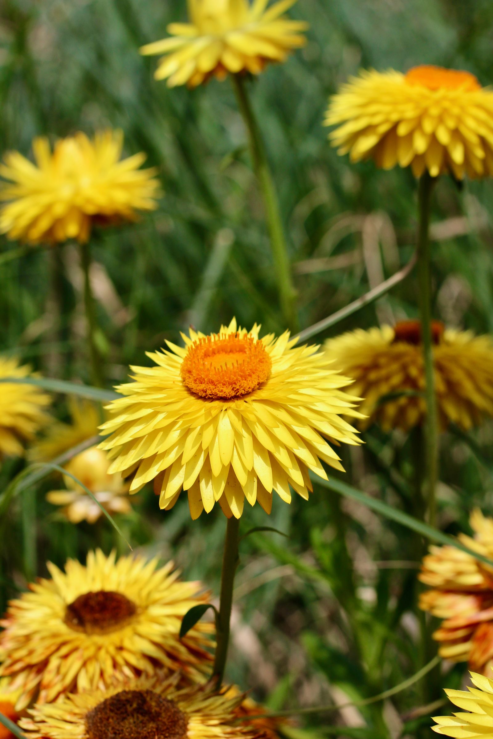 What Does Immortelle Smell Like? Vibrant yellow everlasting flowers