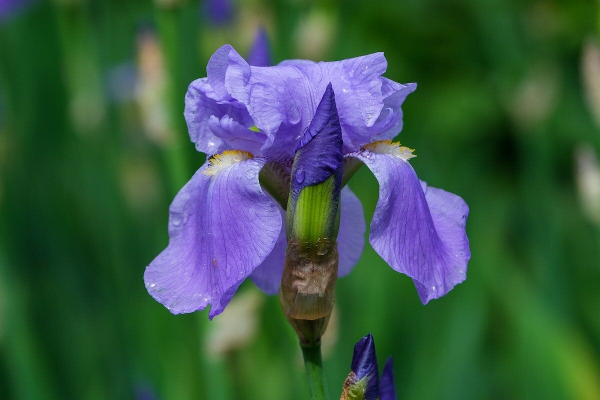 15 Best Iris Fragrances For Men: Powdery, Woody & Elegant iris flower