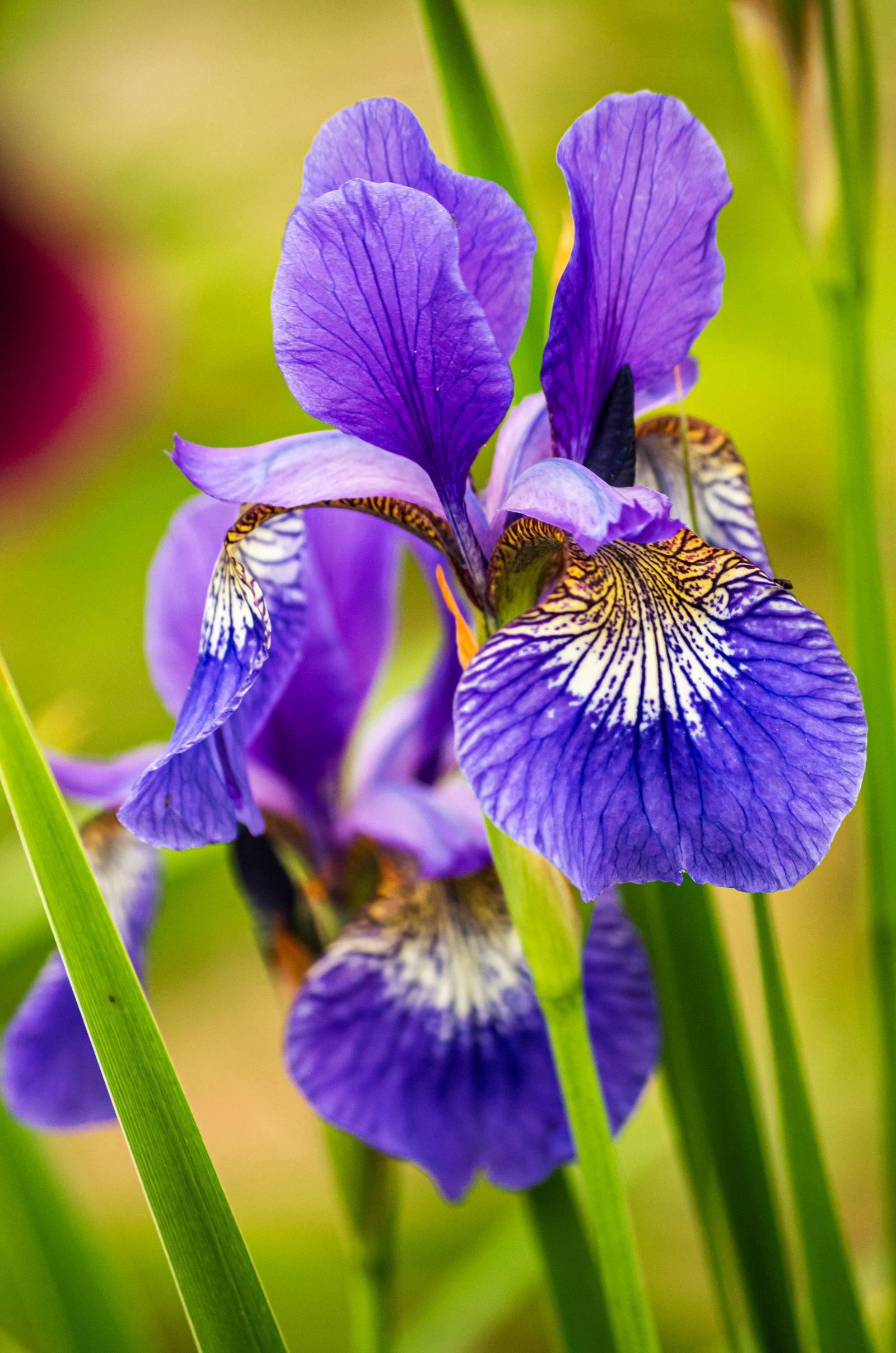 What Does Iris (Orris) Smell Like? Powdery, Rooty & Refined Deep purple iris flowers, the plant behind the prized powdery orris note in perfumery