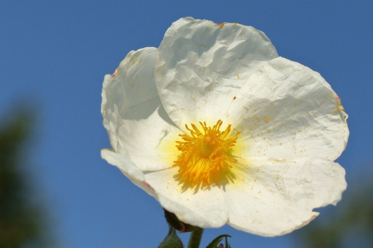 White Cistus ladanifer rockrose in bloom, the source of labdanum resin