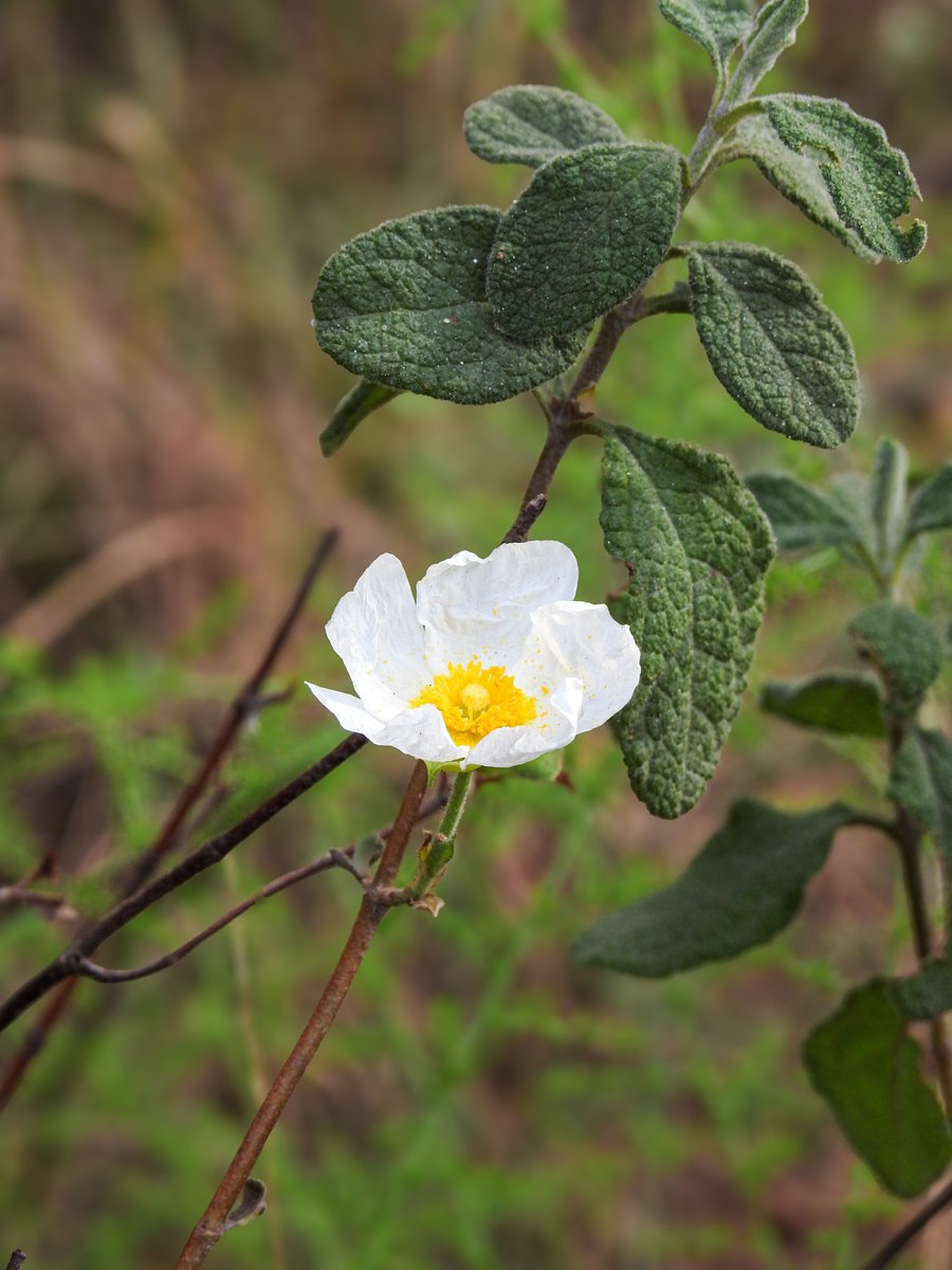 What Does Labdanum Smell Like? Cistus ladanifer rockrose shrub with downy leaves that yield labdanum