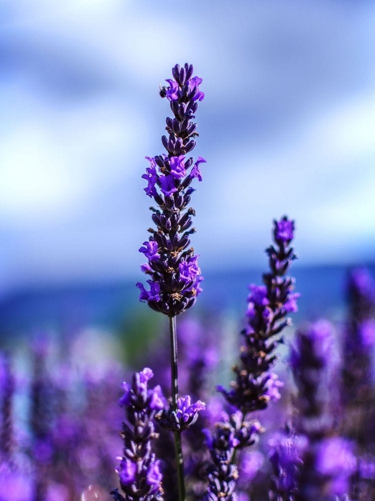 16 Best Lavender Fragrances: Fresh, Clean & Aromatic lavender
