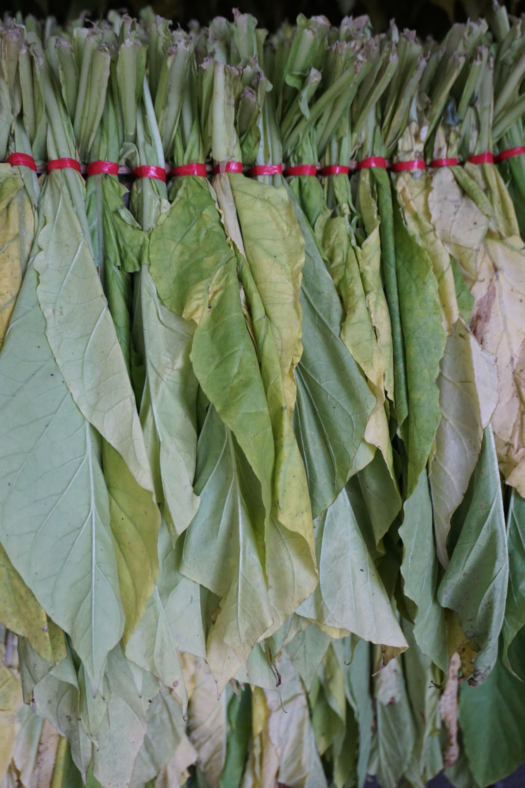 Leather Fragrance Family: Notes, Scent Profile & Best Perfumes Tobacco leaves