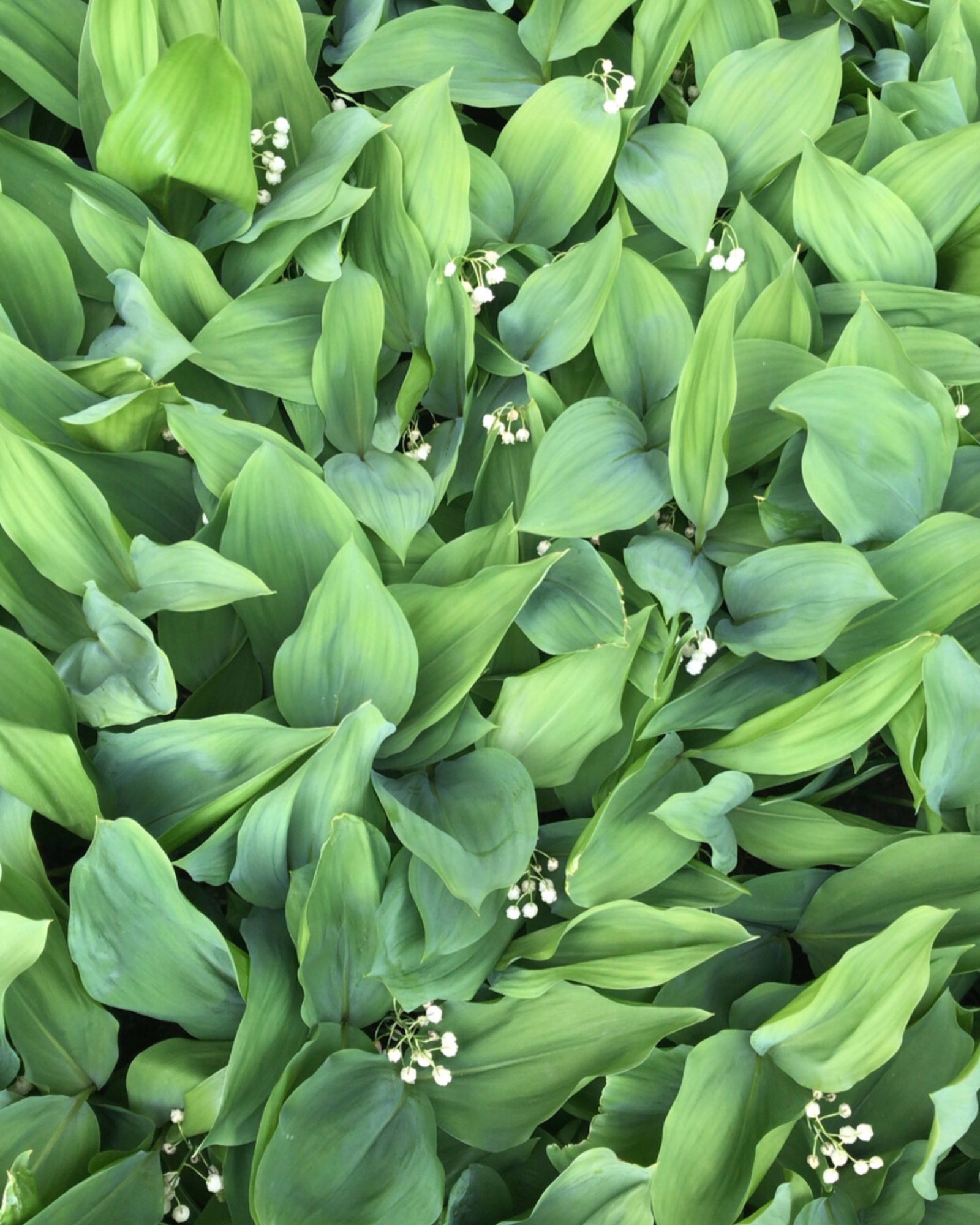 What Does Lily of the Valley Smell Like? Lilies of the valley white bell flowers
