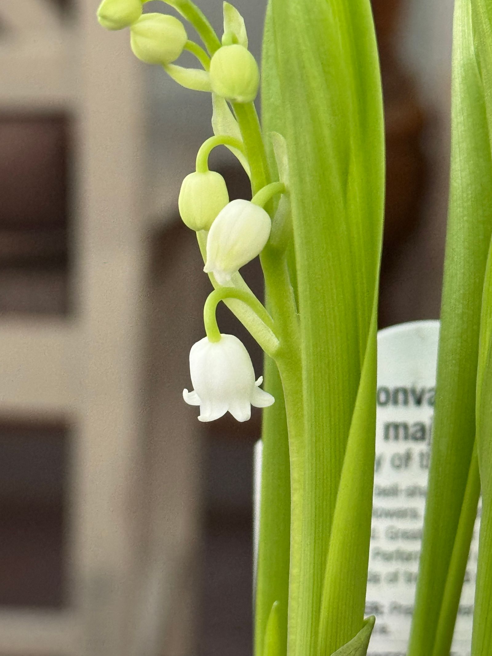 What Does Lily of the Valley Smell Like? Lily of the valley in bloom
