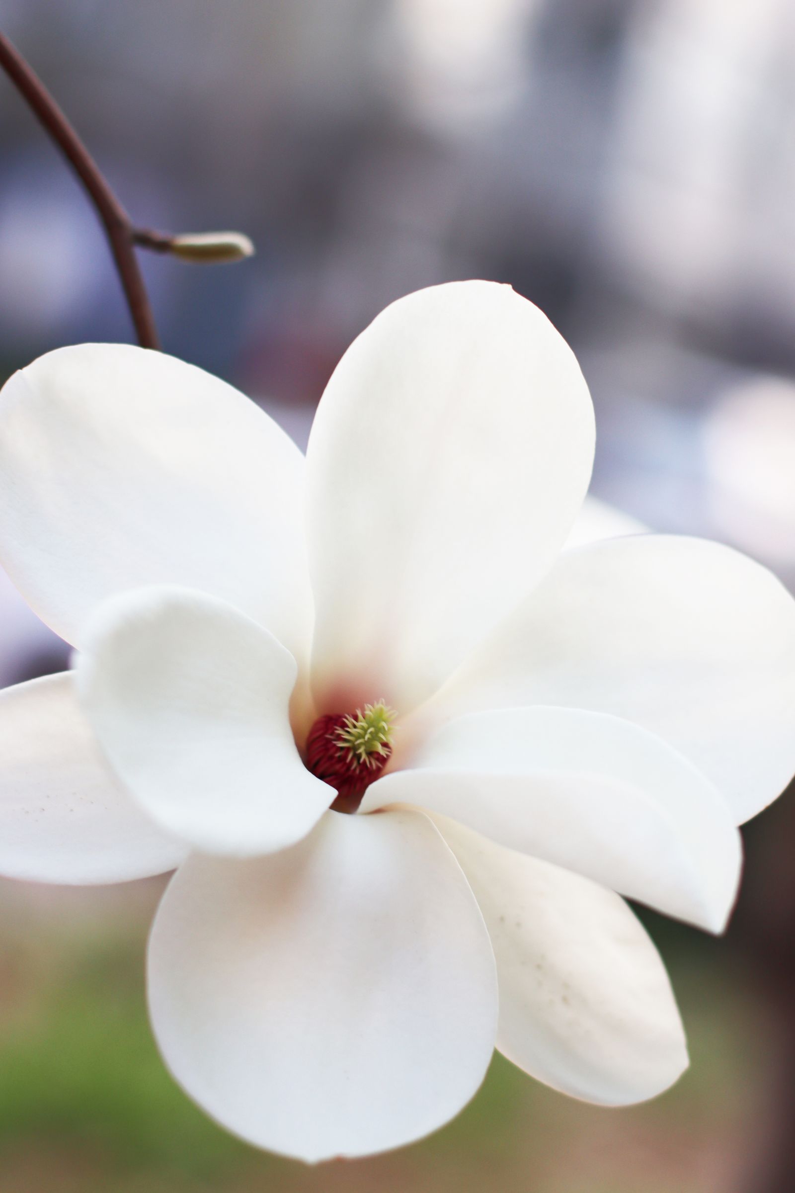 What Does Magnolia Smell Like? White magnolia flower