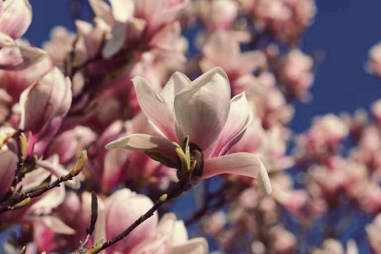 Blooming magnolia flower