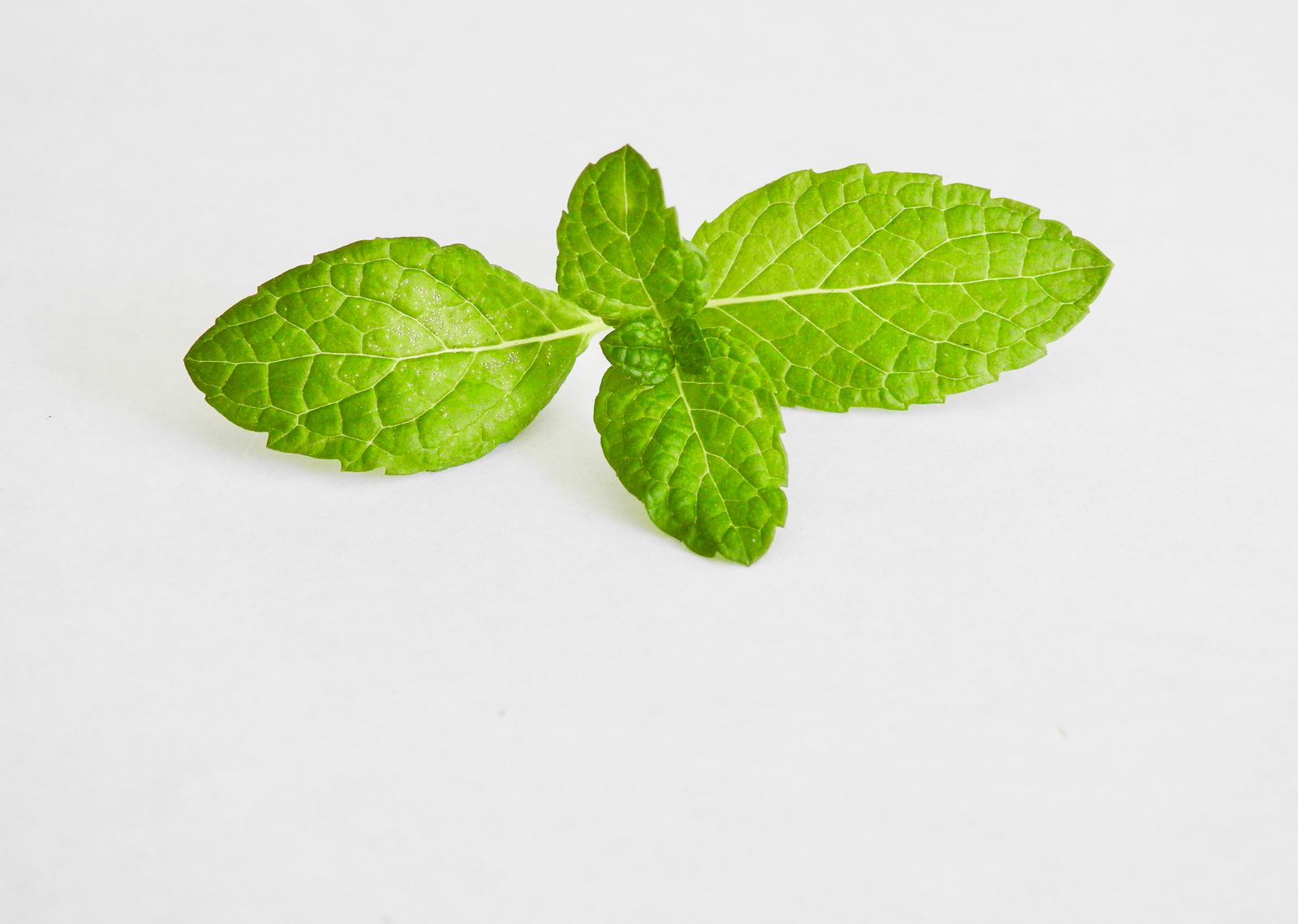 What Does Mint Smell Like? Close-up of fresh mint leaves