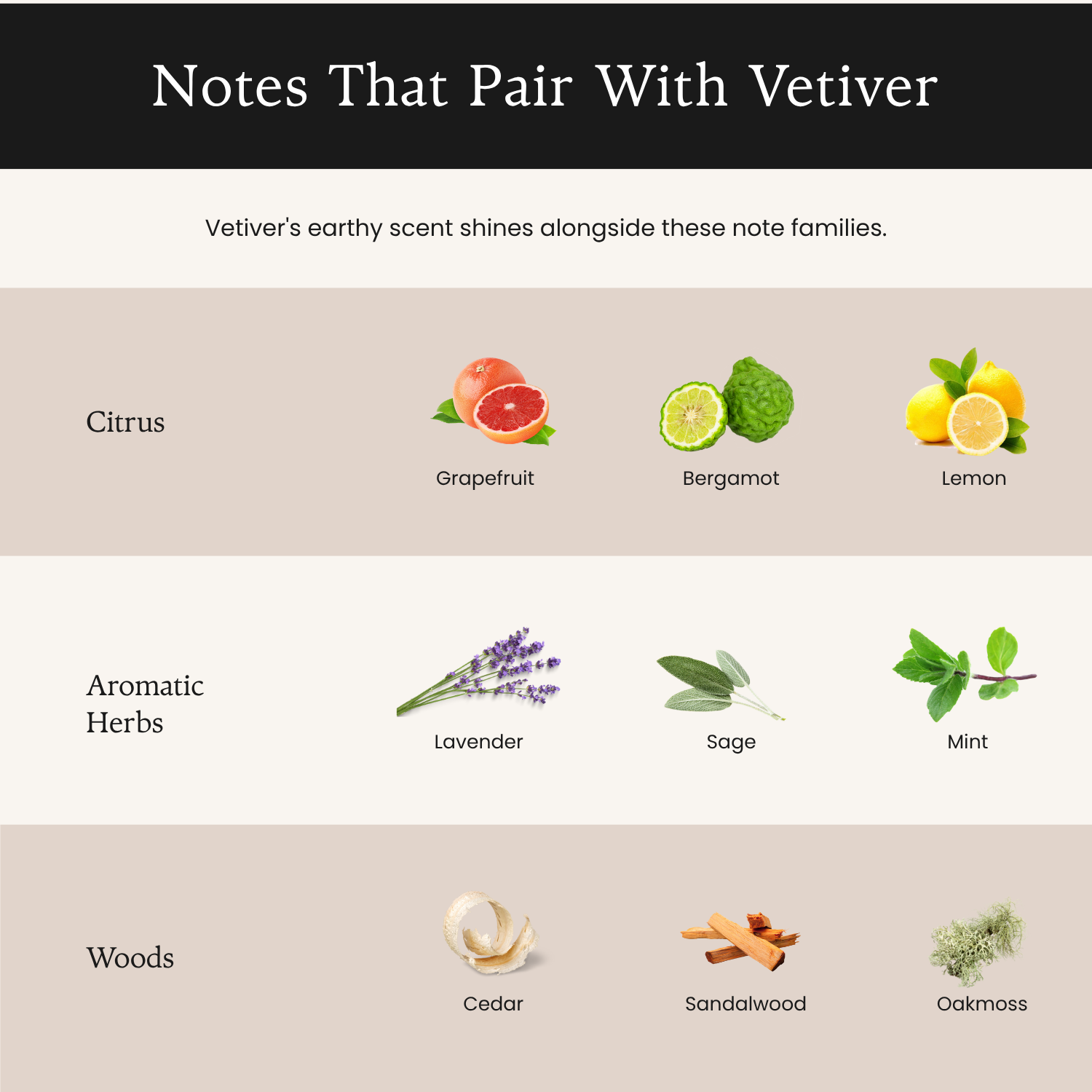 11 Best Vetiver Fragrances For Everyone: Green, Warm & Smoky Infographic of notes that pair with vetiver: citrus, aromatic herbs, and woods