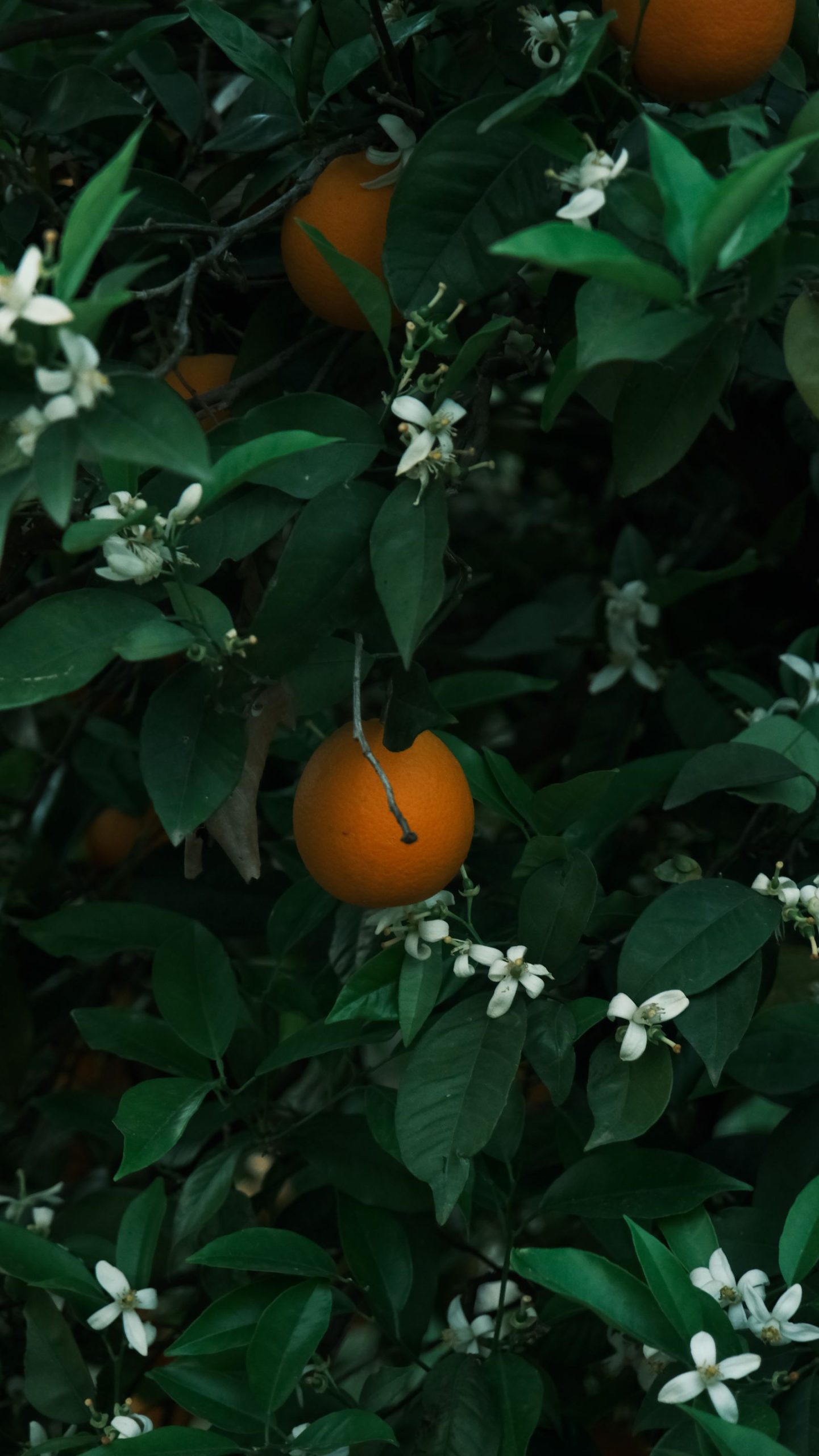 What Does Orange Blossom Smell Like? Orange tree with fruit and blossoms