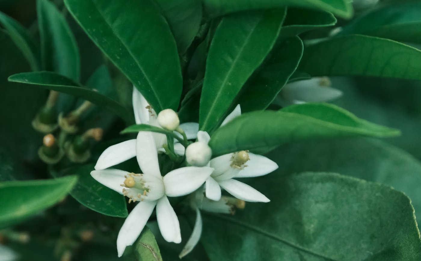 What Does Neroli Smell Like? Fresh, Floral & Citrusy White orange blossom flowers, the source of neroli